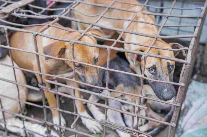 Investigation into Live Animal Markets in Indonesia, Karombasan, Sulawesi, Indonesia. Dogs in Cages